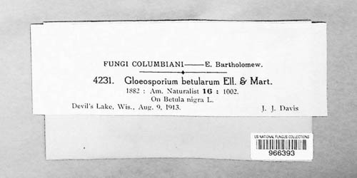 Gloeosporium betularum image